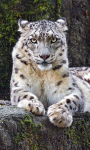 Preview wallpaper snow leopard, big cat, predator, recreation