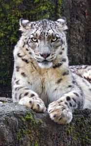 Preview wallpaper snow leopard, big cat, predator, recreation