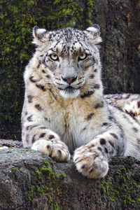 Preview wallpaper snow leopard, big cat, predator, recreation