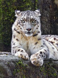 Preview wallpaper snow leopard, big cat, predator, recreation