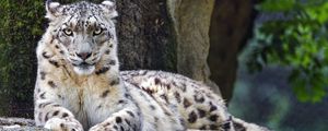 Preview wallpaper snow leopard, big cat, predator, recreation