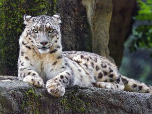 Preview wallpaper snow leopard, big cat, predator, recreation