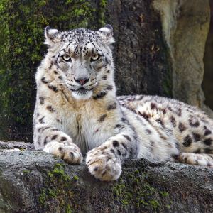 Preview wallpaper snow leopard, big cat, predator, recreation