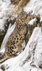 Preview wallpaper snow leopard, big cat, predator, slope, snow