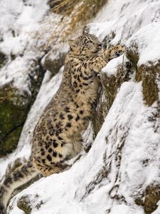 Preview wallpaper snow leopard, big cat, predator, slope, snow