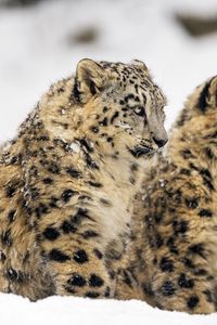 Preview wallpaper snow leopard, big cat, predator, winter, snow