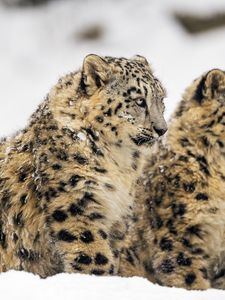 Preview wallpaper snow leopard, big cat, predator, winter, snow