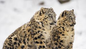 Preview wallpaper snow leopard, big cat, predator, winter, snow