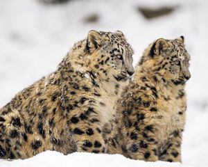 Preview wallpaper snow leopard, big cat, predator, winter, snow