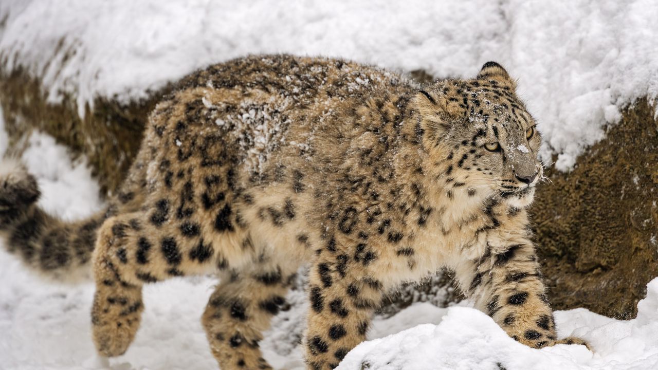 Wallpaper snow leopard, big cat, predator, winter, snow, movement