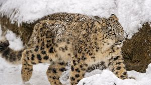 Preview wallpaper snow leopard, big cat, predator, winter, snow, movement