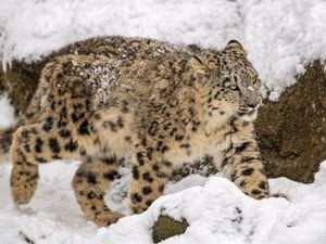 Preview wallpaper snow leopard, big cat, predator, winter, snow, movement