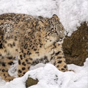 Preview wallpaper snow leopard, big cat, predator, winter, snow, movement