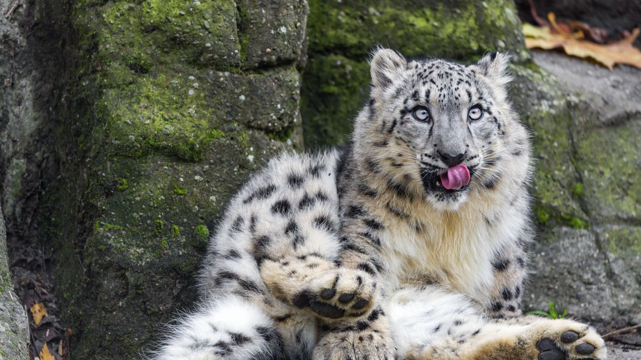 Wallpaper snow leopard, big cat, predator, posture, protruding tongue