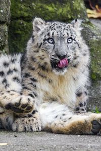 Preview wallpaper snow leopard, big cat, predator, posture, protruding tongue