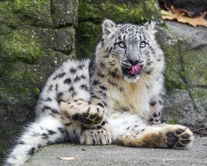 Preview wallpaper snow leopard, big cat, predator, posture, protruding tongue