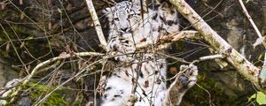 Preview wallpaper snow leopard, big cat, predator, tree, branches