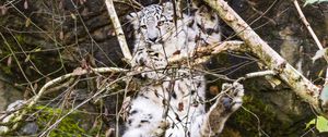 Preview wallpaper snow leopard, big cat, predator, tree, branches