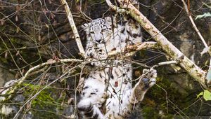 Preview wallpaper snow leopard, big cat, predator, tree, branches