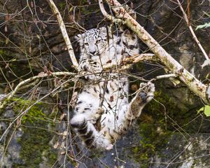 Preview wallpaper snow leopard, big cat, predator, tree, branches