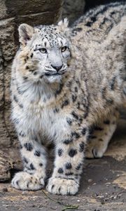 Preview wallpaper snow leopard, big cat, predator, wild animal, stone