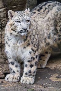 Preview wallpaper snow leopard, big cat, predator, wild animal, stone