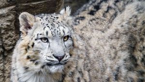 Preview wallpaper snow leopard, big cat, predator, wild animal, stone