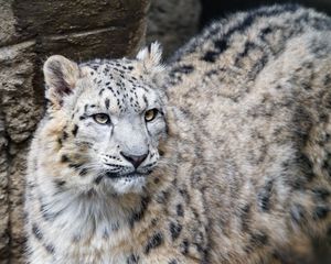 Preview wallpaper snow leopard, big cat, predator, wild animal, stone