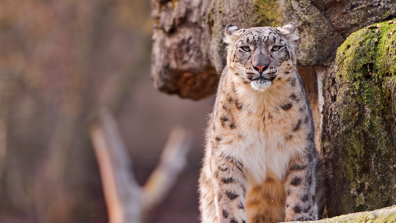Wallpaper snow leopard, big cat, spotted, sit, predator