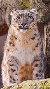 Preview wallpaper snow leopard, big cat, spotted, sit, predator