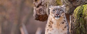 Preview wallpaper snow leopard, big cat, spotted, sit, predator