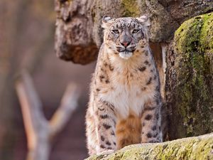 Preview wallpaper snow leopard, big cat, spotted, sit, predator