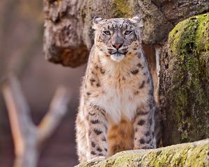 Preview wallpaper snow leopard, big cat, spotted, sit, predator