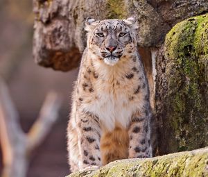 Preview wallpaper snow leopard, big cat, spotted, sit, predator