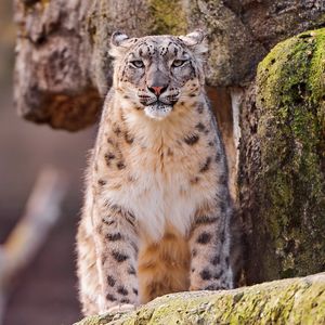 Preview wallpaper snow leopard, big cat, spotted, sit, predator