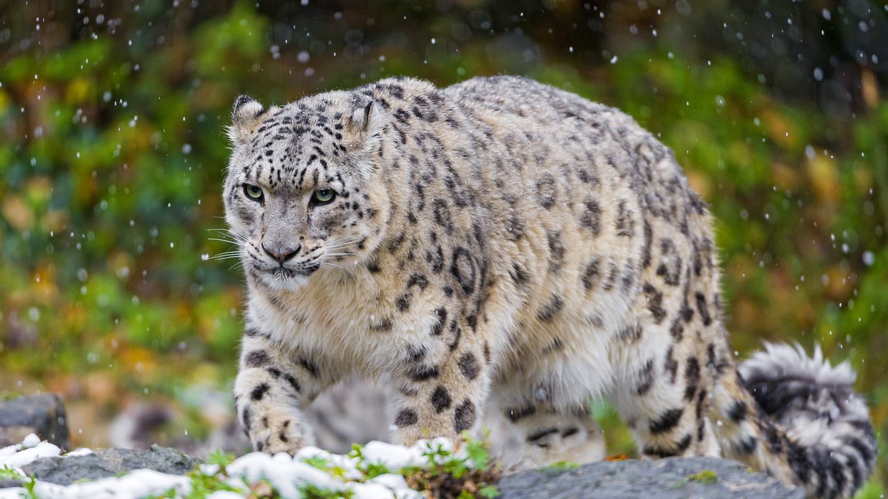Wallpaper snow leopard, cat, predator, snow, grass