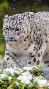 Preview wallpaper snow leopard, cat, predator, snow, grass