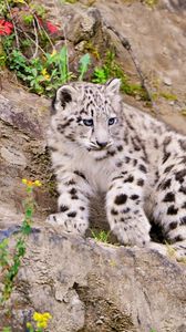 Preview wallpaper snow leopard, climbing, big cat, predator