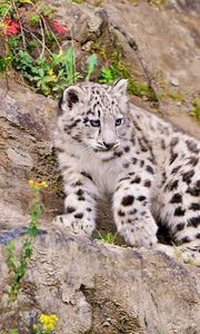 Preview wallpaper snow leopard, climbing, big cat, predator