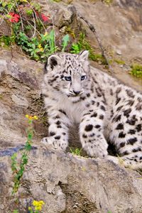 Preview wallpaper snow leopard, climbing, big cat, predator