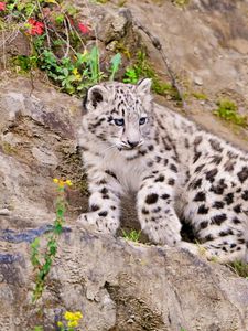 Preview wallpaper snow leopard, climbing, big cat, predator