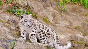 Preview wallpaper snow leopard, climbing, big cat, predator