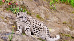 Preview wallpaper snow leopard, climbing, big cat, predator