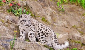 Preview wallpaper snow leopard, climbing, big cat, predator