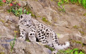 Preview wallpaper snow leopard, climbing, big cat, predator