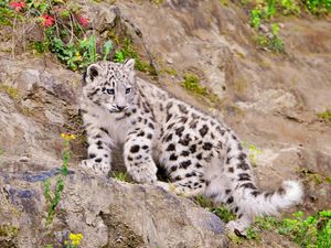 Preview wallpaper snow leopard, climbing, big cat, predator