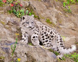 Preview wallpaper snow leopard, climbing, big cat, predator