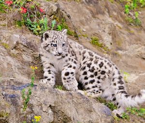 Preview wallpaper snow leopard, climbing, big cat, predator