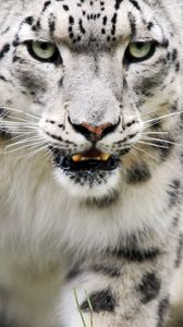 Preview wallpaper snow leopard, color, eyes, big cat, predator