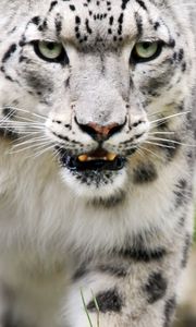 Preview wallpaper snow leopard, color, eyes, big cat, predator